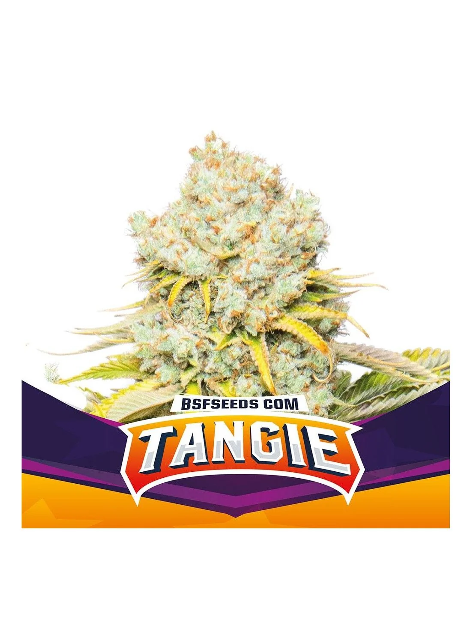 Tangie Fem -Bsf (X12/X4/X2) 5