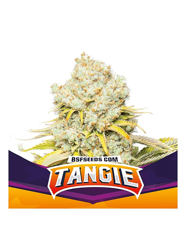 Tangie Fem X12-Bsf 5