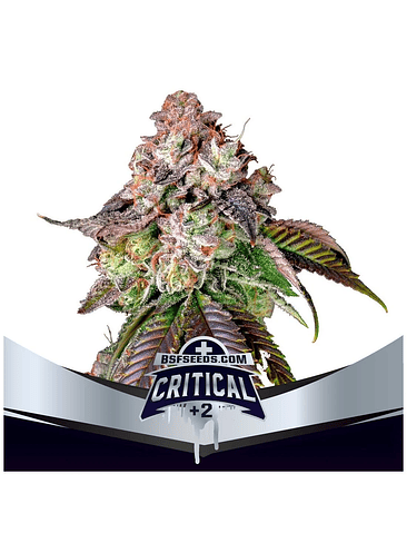 Critical +2 Fem X2-Bsf 2