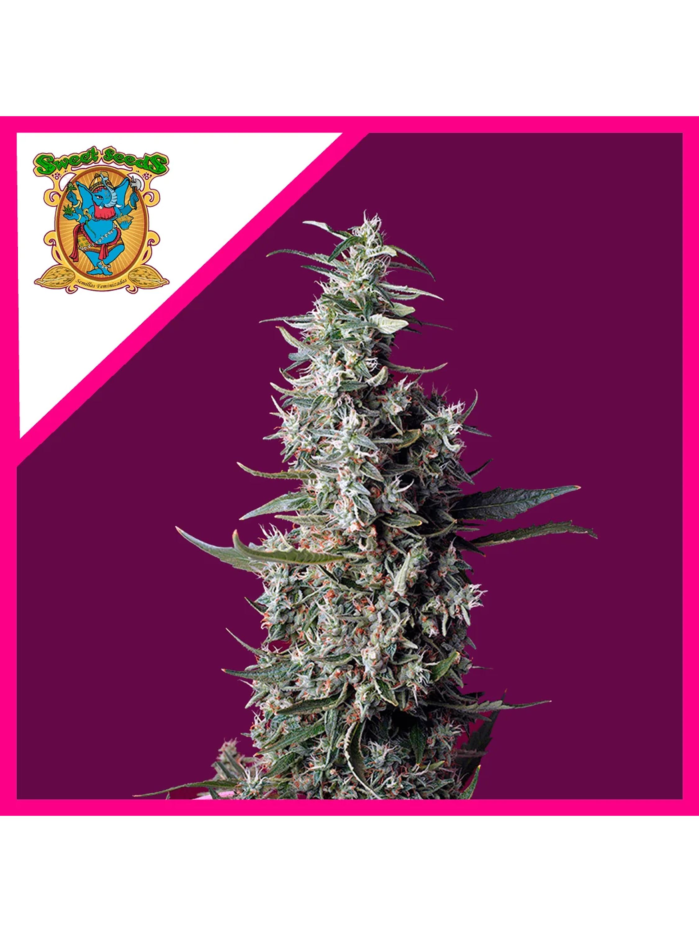 Sweet Cherry Pie Fem® -Sweet Seeds (X5+2/X3+1) 2