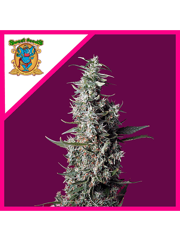 Sweet Cherry Pie Fem® X5+2-Sweet Seeds 2