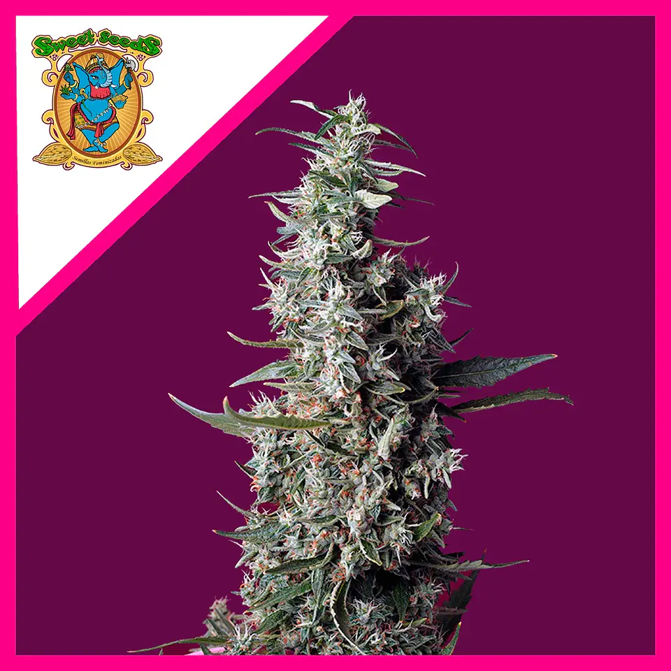 Sweet Cherry Pie Fem® -Sweet Seeds (X5+2/X3+1) 2