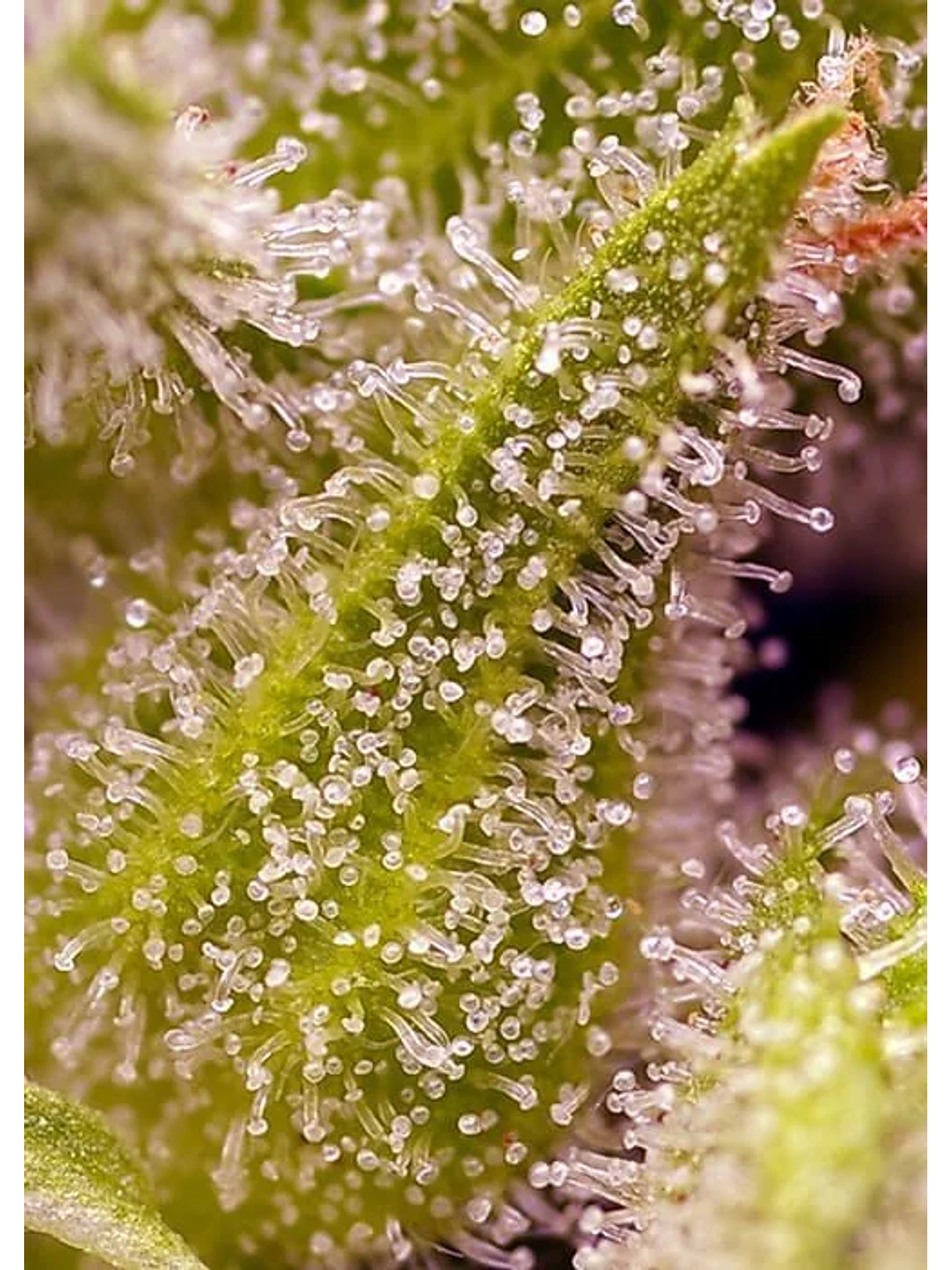 Sweet Cherry Pie Fem® -Sweet Seeds (X5+2/X3+1) 3