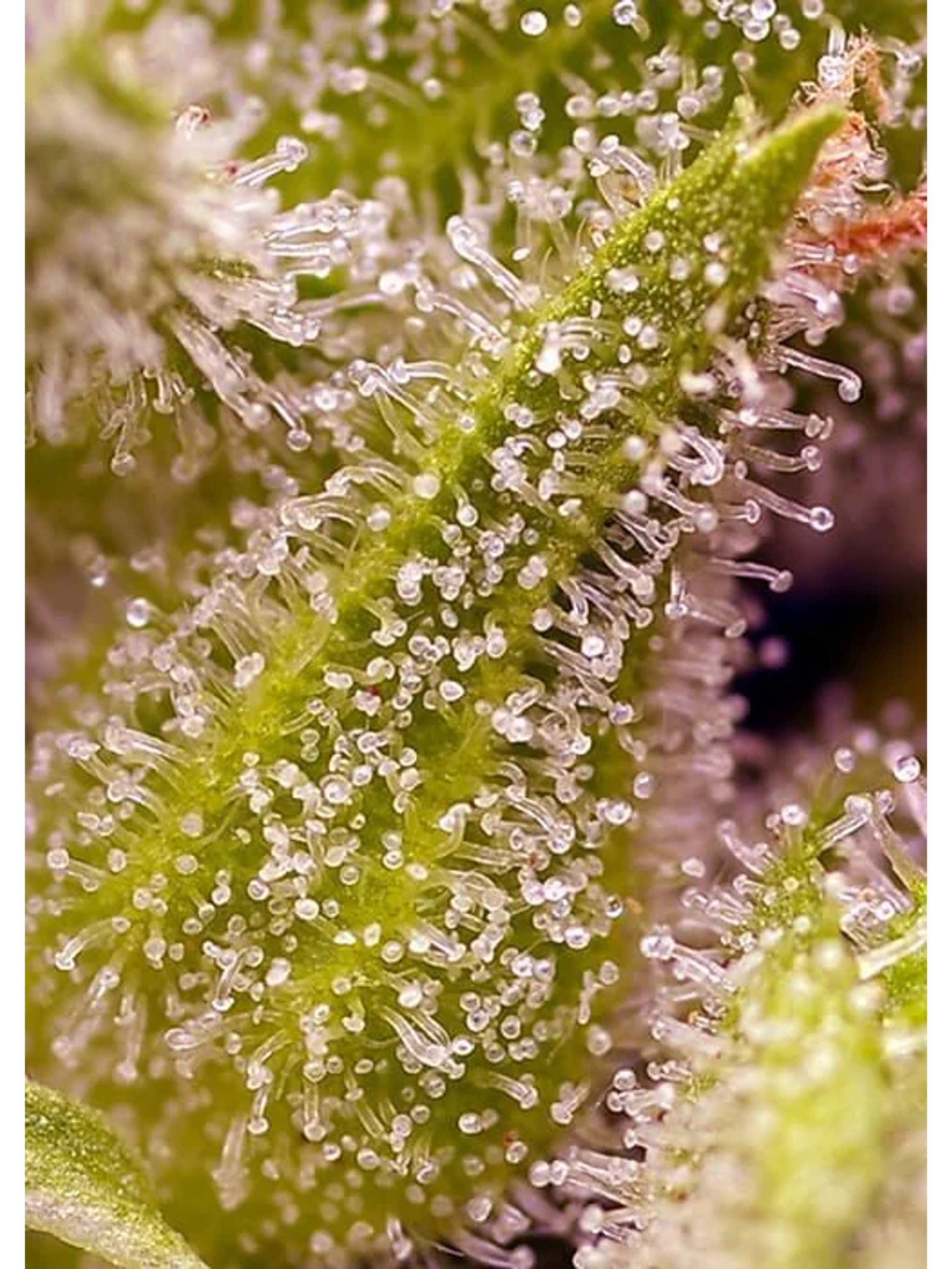 Sweet Cherry Pie Fem® -Sweet Seeds (X5+2/X3+1) 3