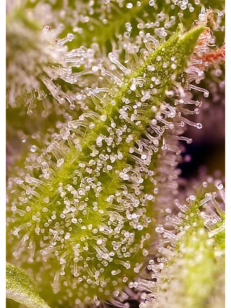 Sweet Cherry Pie Fem® -Sweet Seeds (X5+2/X3+1) 3
