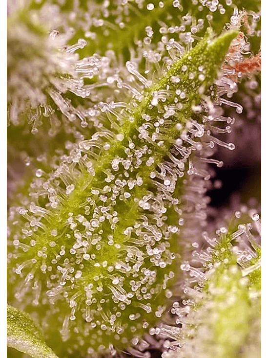 Sweet Cherry Pie Fem® X5+2-Sweet Seeds 3