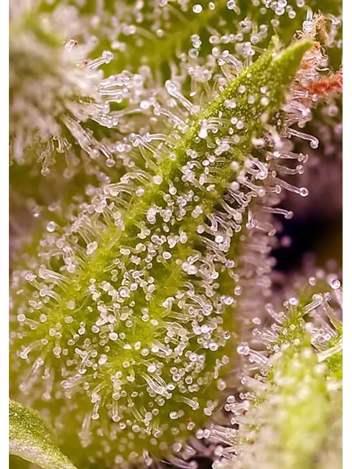 Sweet Cherry Pie Fem® -Sweet Seeds (X5+2/X3+1) 3