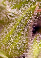 Sweet Cherry Pie Fem® -Sweet Seeds (X5+2/X3+1) - Miniatura 3