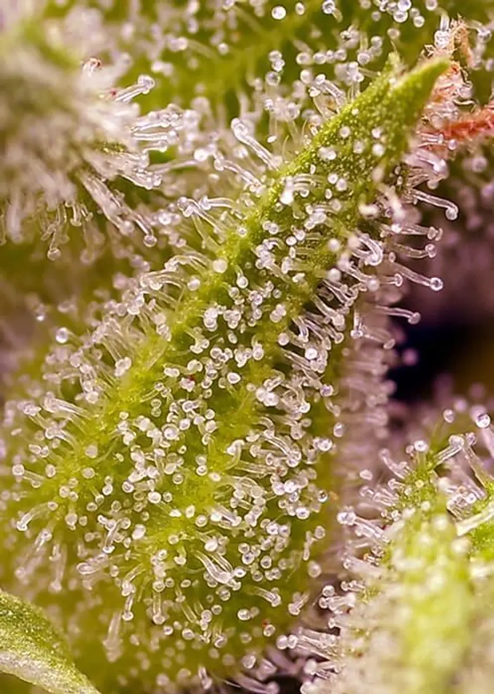 Sweet Cherry Pie Fem® -Sweet Seeds (X5+2/X3+1) 3