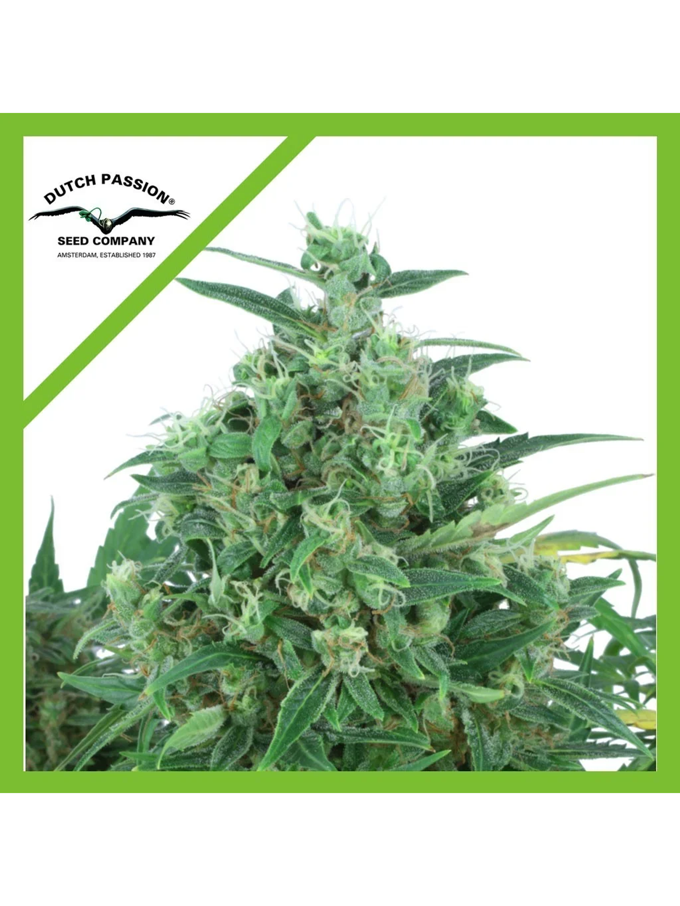 Think Different Auto -Dutch Passion (X3+1/X100) 2