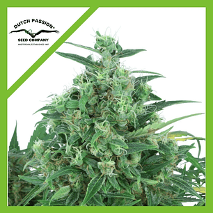 Think Different Auto -Dutch Passion (X100/X3+1)