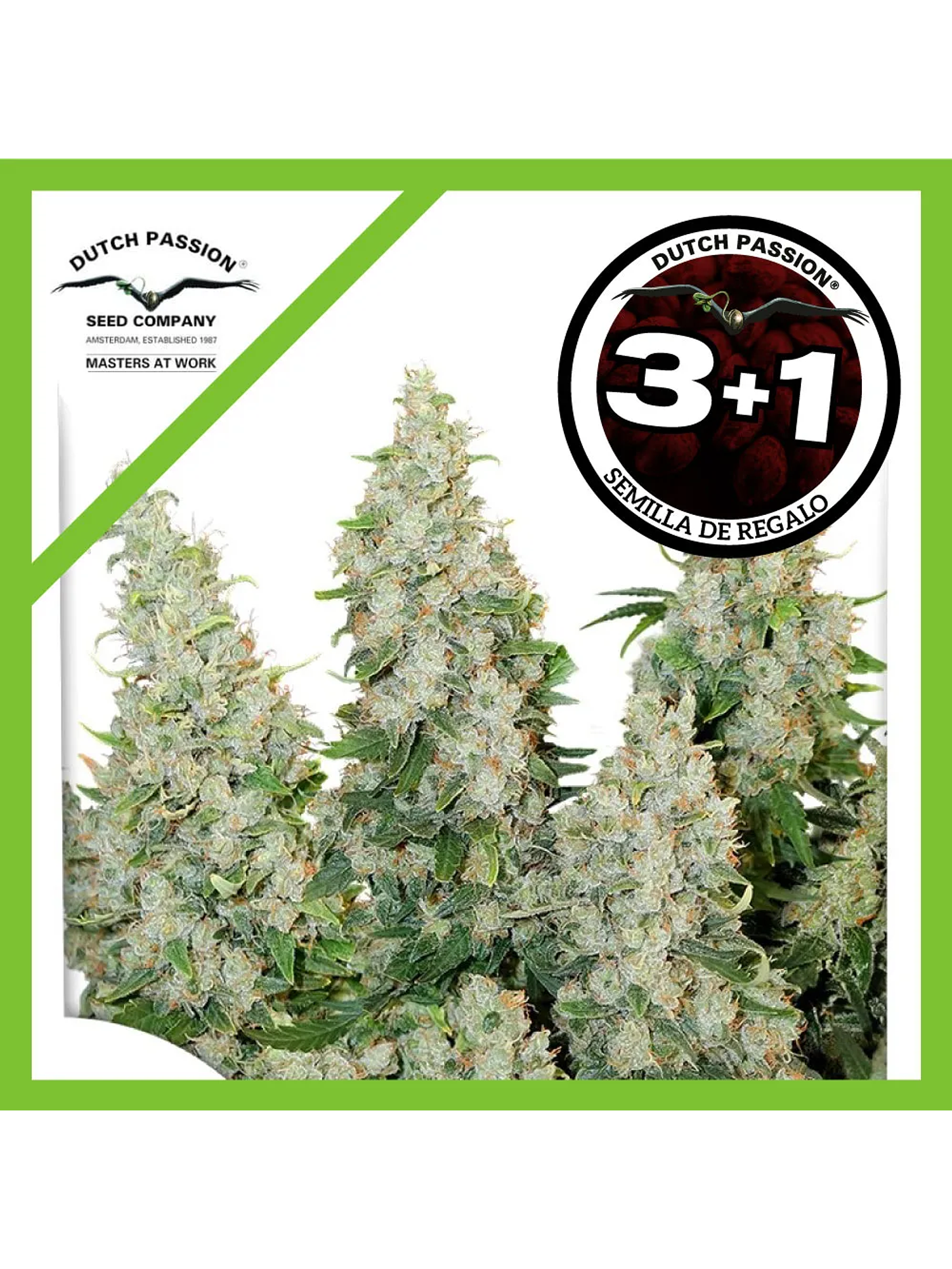 Think Different Auto -Dutch Passion (X3+1/X100) 4