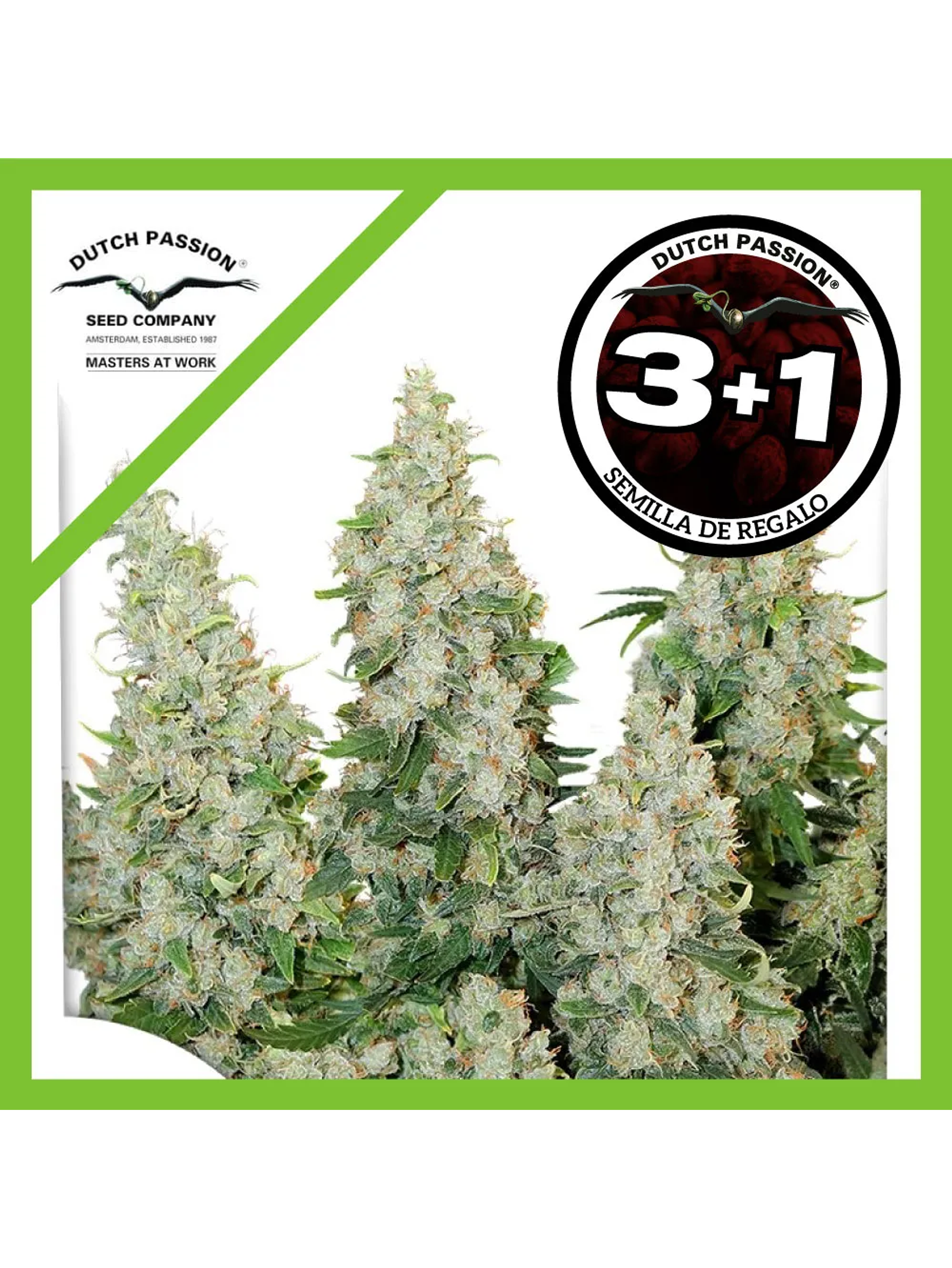 Think Different Auto -Dutch Passion (X3+1/X100) 4