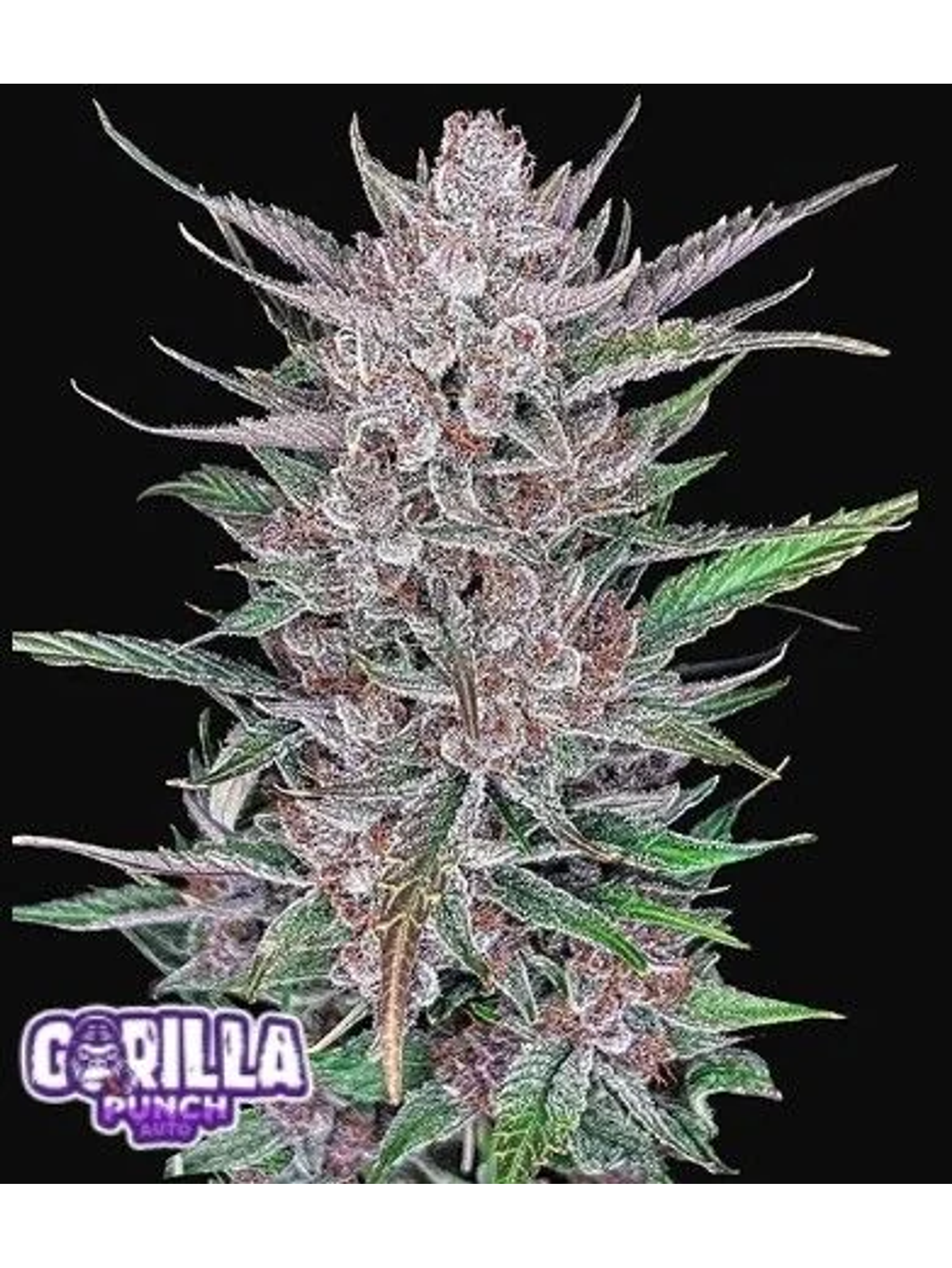 Gorilla Punch Auto -Fast Buds (X3/X1) 2