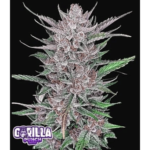 Gorilla Punch Auto X3-Fast Buds