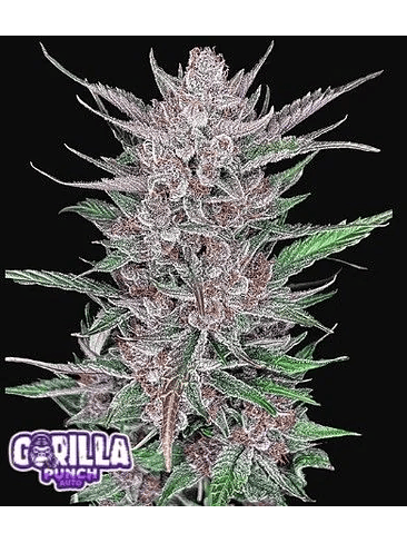 Gorilla Punch Auto X3-Fast Buds 2
