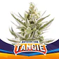Tangie Xxl Auto -Bsf (X12/X7/X4/X2) - Miniatura 2