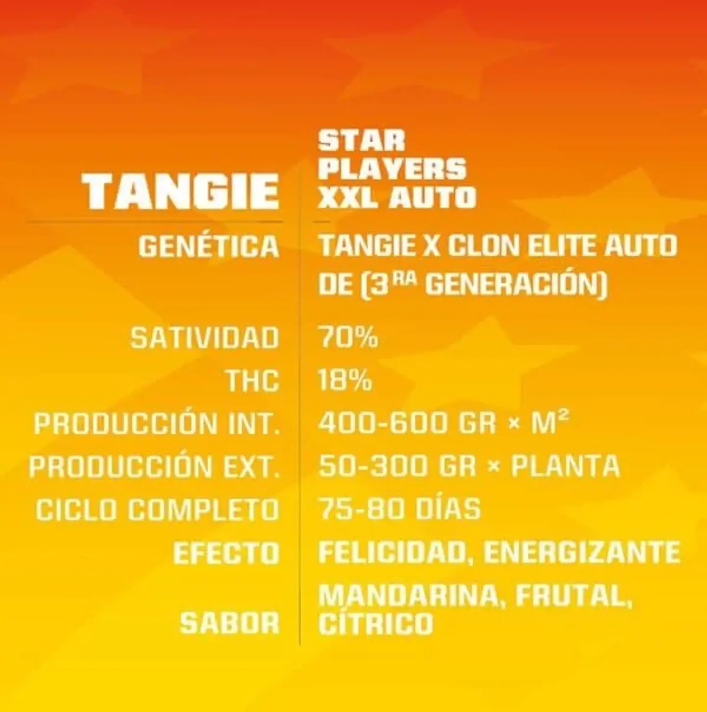 Tangie Xxl Auto -Bsf (X100/X12/X7/X4/X2) 4