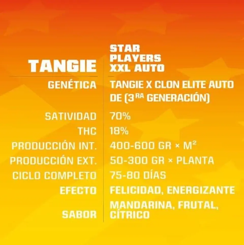 Tangie Xxl Auto -Bsf (X100/X12/X7/X4/X2) 4