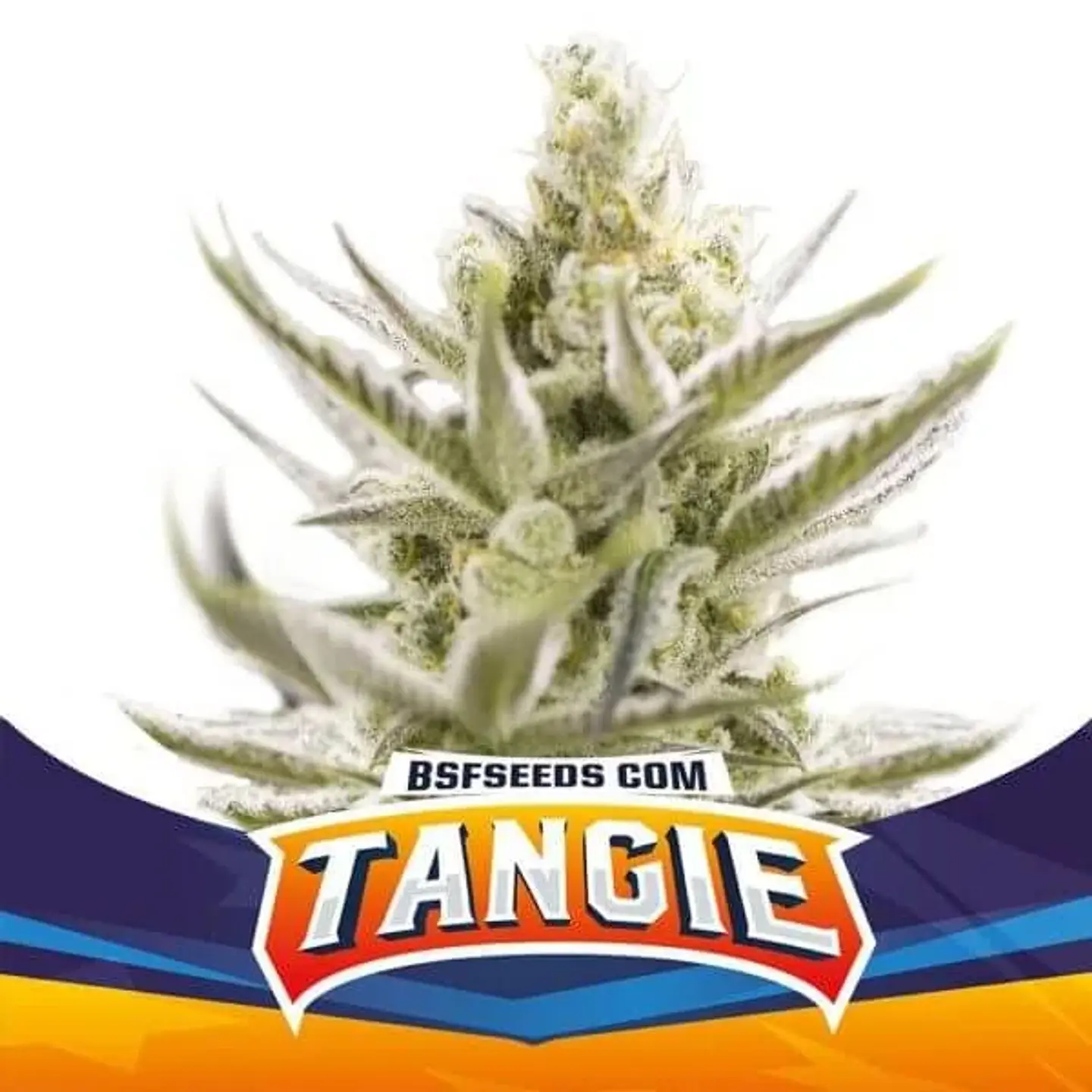 Tangie Xxl Auto -Bsf (X100/X12/X7/X4/X2) 5