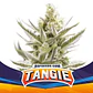 Tangie Xxl Auto -Bsf (X12/X7/X4/X2) - Miniatura 5