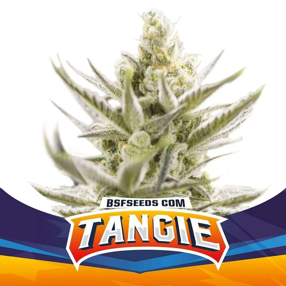 Tangie Xxl Auto -Bsf (X12/X7/X4/X2) 3