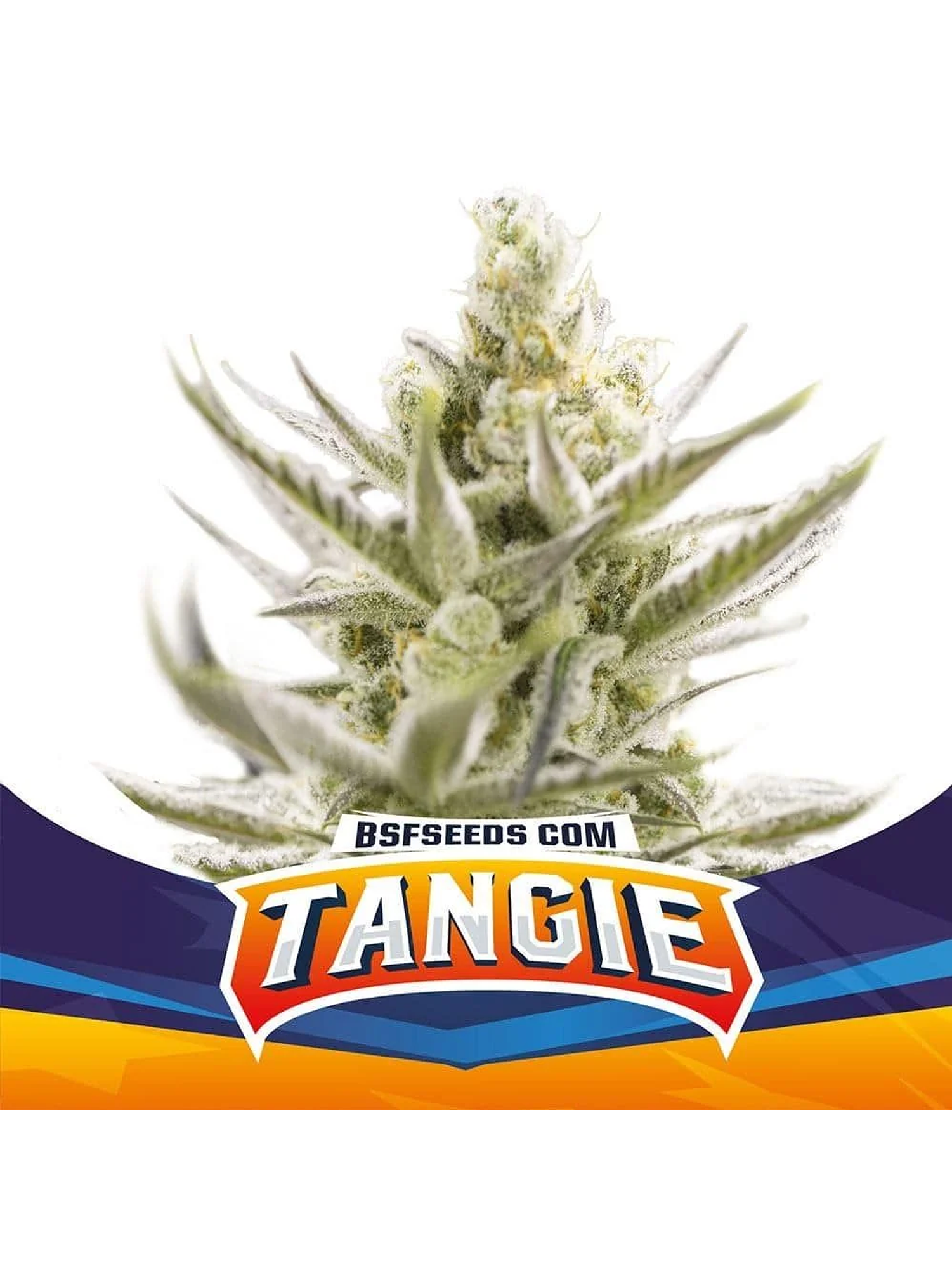 Tangie Xxl Auto -Bsf (X12/X7/X4/X2) 3