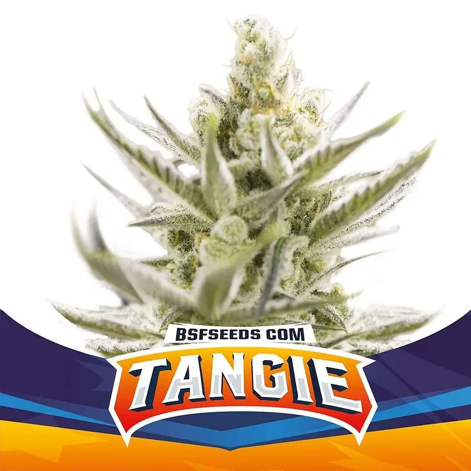 Tangie Xxl Auto -Bsf (X100/X12/X7/X4/X2) 3