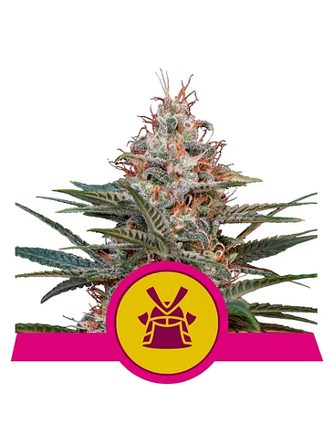 Shogun Fem X10-Royal Queen 3