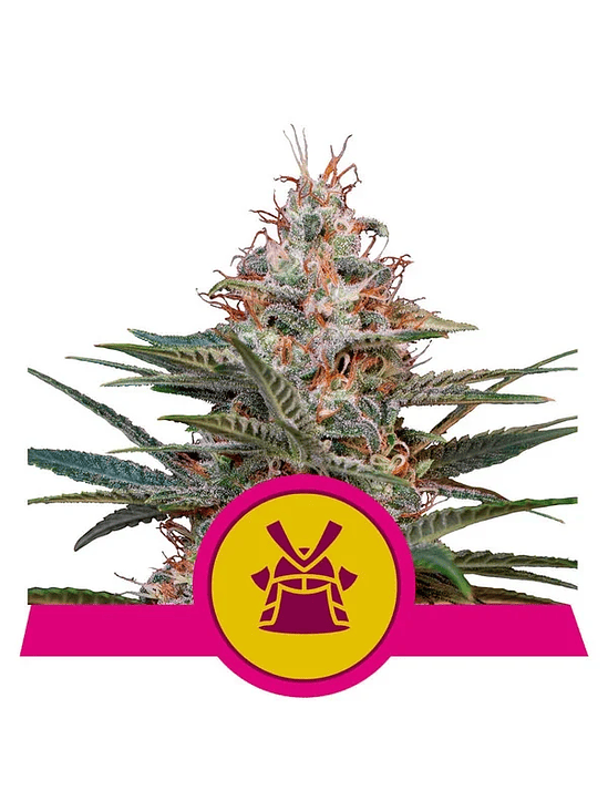 Shogun Fem X10-Royal Queen 3