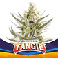 Tangie Xxl Auto -Bsf (X12/X7/X4/X2) - Miniatura 6