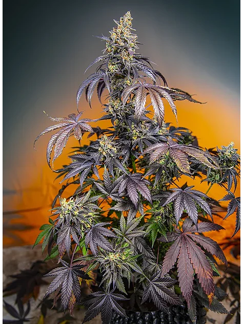 Red Gorilla Girl Xl Auto® -Sweet Seeds (X5+2/X3+1) 3