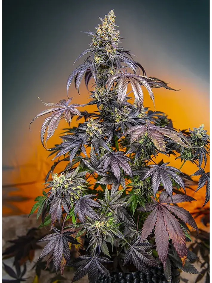 Red Gorilla Girl Xl Auto® -Sweet Seeds (X5+2/X3+1) 3