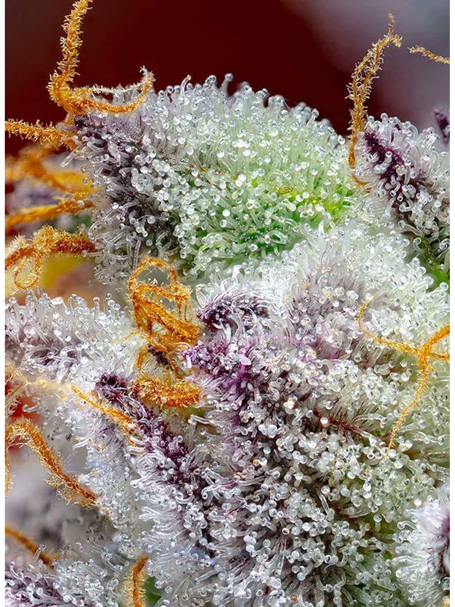 Red Gorilla Girl Xl Auto® -Sweet Seeds (X5+2/X3+1) 4