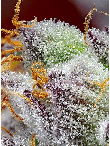 Red Gorilla Girl Xl Auto® -Sweet Seeds (X5+2/X3+1) 4