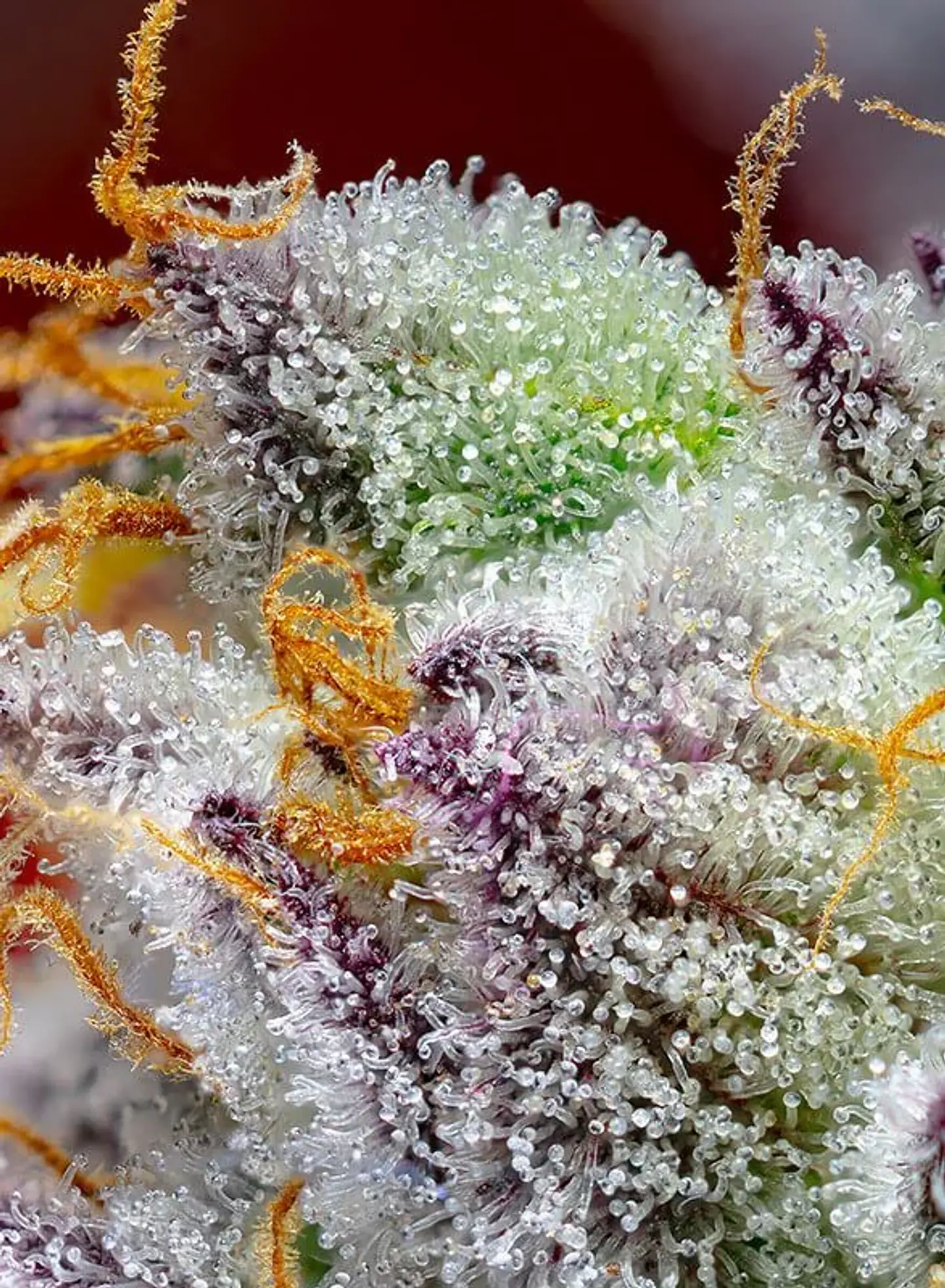 Red Gorilla Girl Xl Auto® -Sweet Seeds (X5+2/X3+1) 4