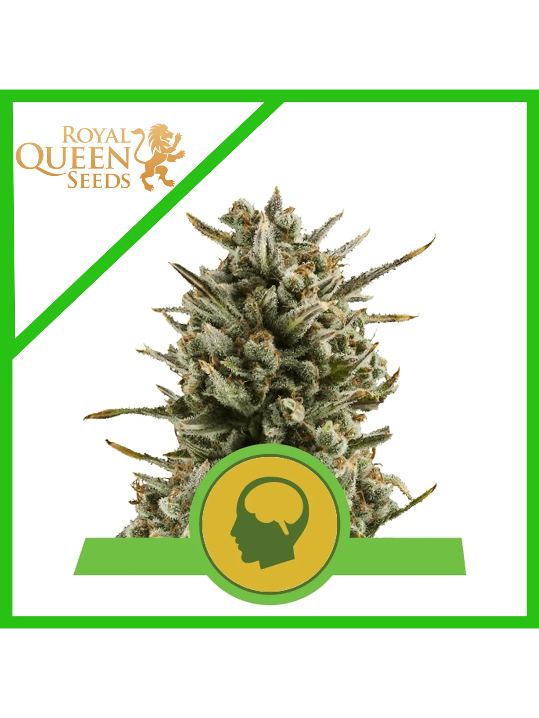 Amnesia Haze Auto -Royal Queen (X100/X10/X3) 1