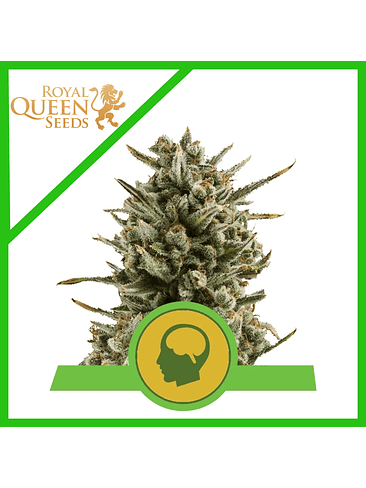 Amnesia Haze Auto -Royal Queen (X100/X10/X3) 1