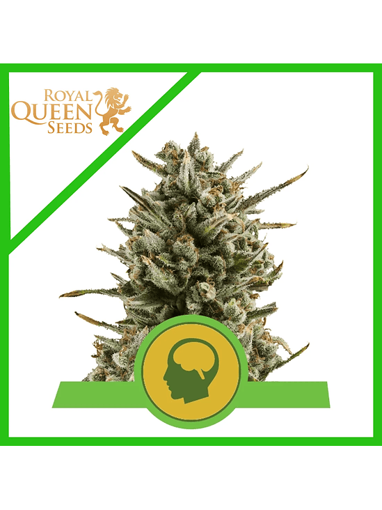 Amnesia Haze Auto -Royal Queen (X100/X10/X3) 1