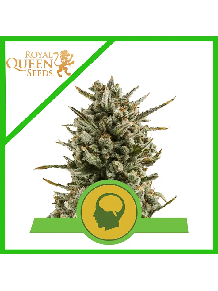 Amnesia Haze Auto -Royal Queen (X100/X10/X3) 1