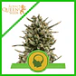Amnesia Haze Auto -Royal Queen (X100/X10/X3) - Miniatura 1