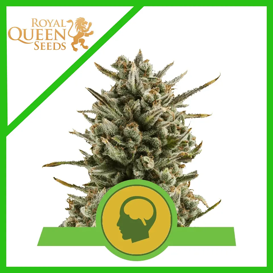 Amnesia Haze Auto -Royal Queen (X100/X10/X3) 1