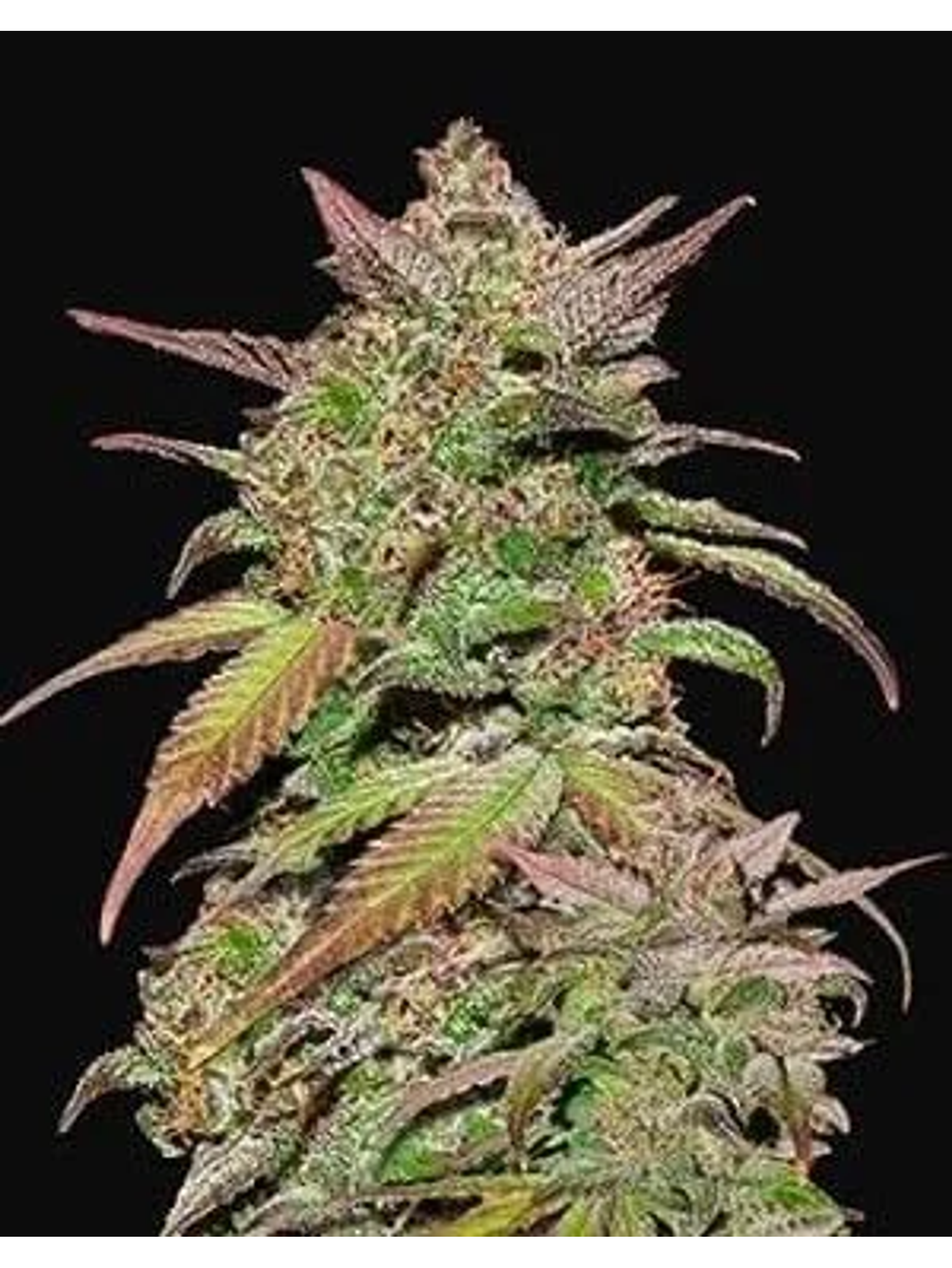 Smoothie Auto -Fast Buds (X3/X1) 2