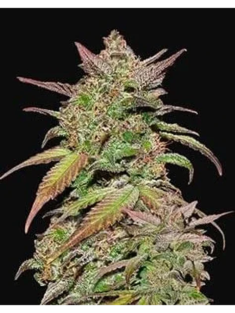 Smoothie Auto -Fast Buds (X3/X1) 2