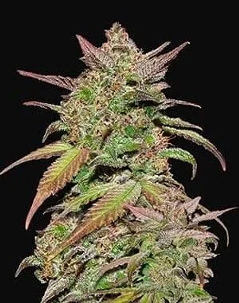 Smoothie Auto -Fast Buds (X3/X1)