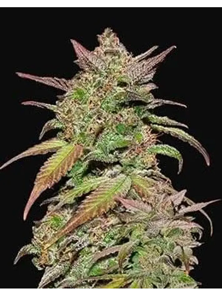 Smoothie Auto -Fast Buds (X3/X1) 2