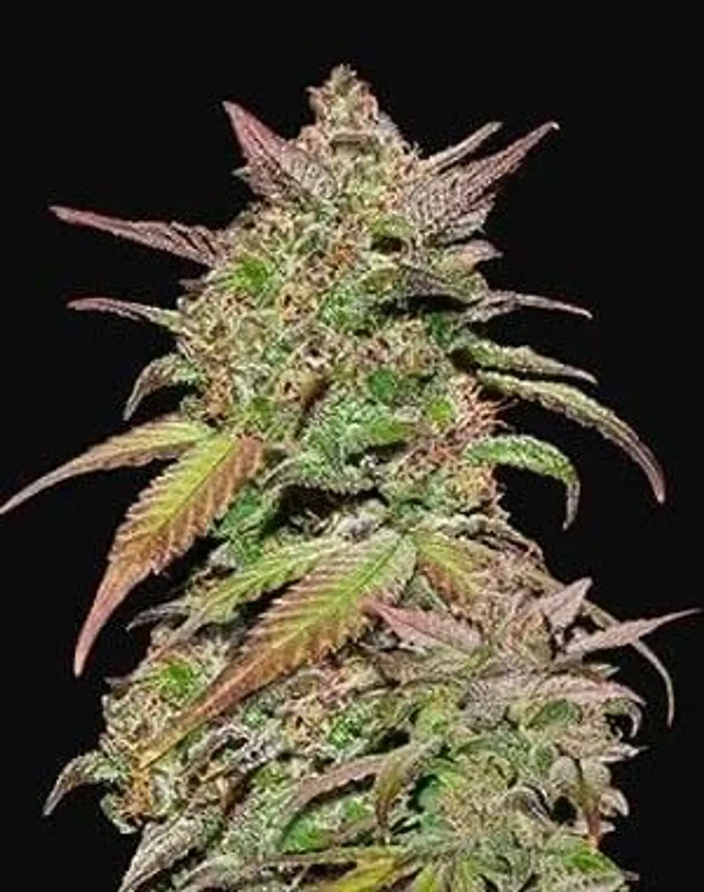 Smoothie Auto -Fast Buds (X3/X1) 2