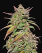 Smoothie Auto -Fast Buds (X3/X1) - Miniatura 2