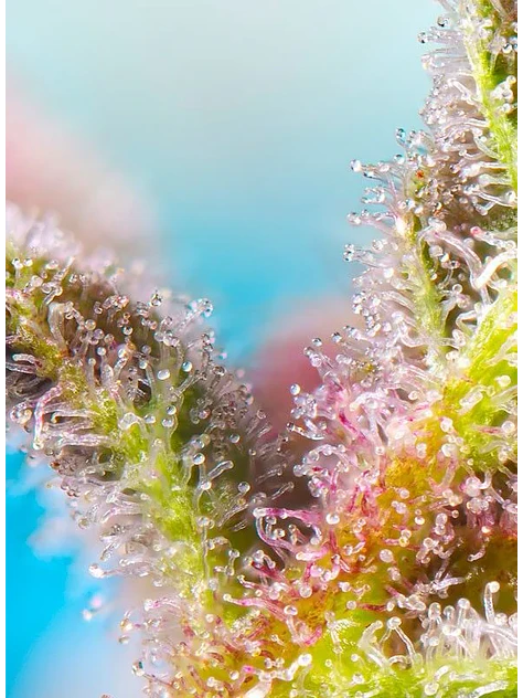 Purple Punch Og Xl Auto® -Sweet Seeds (X25/X5+2/X3+1) 7