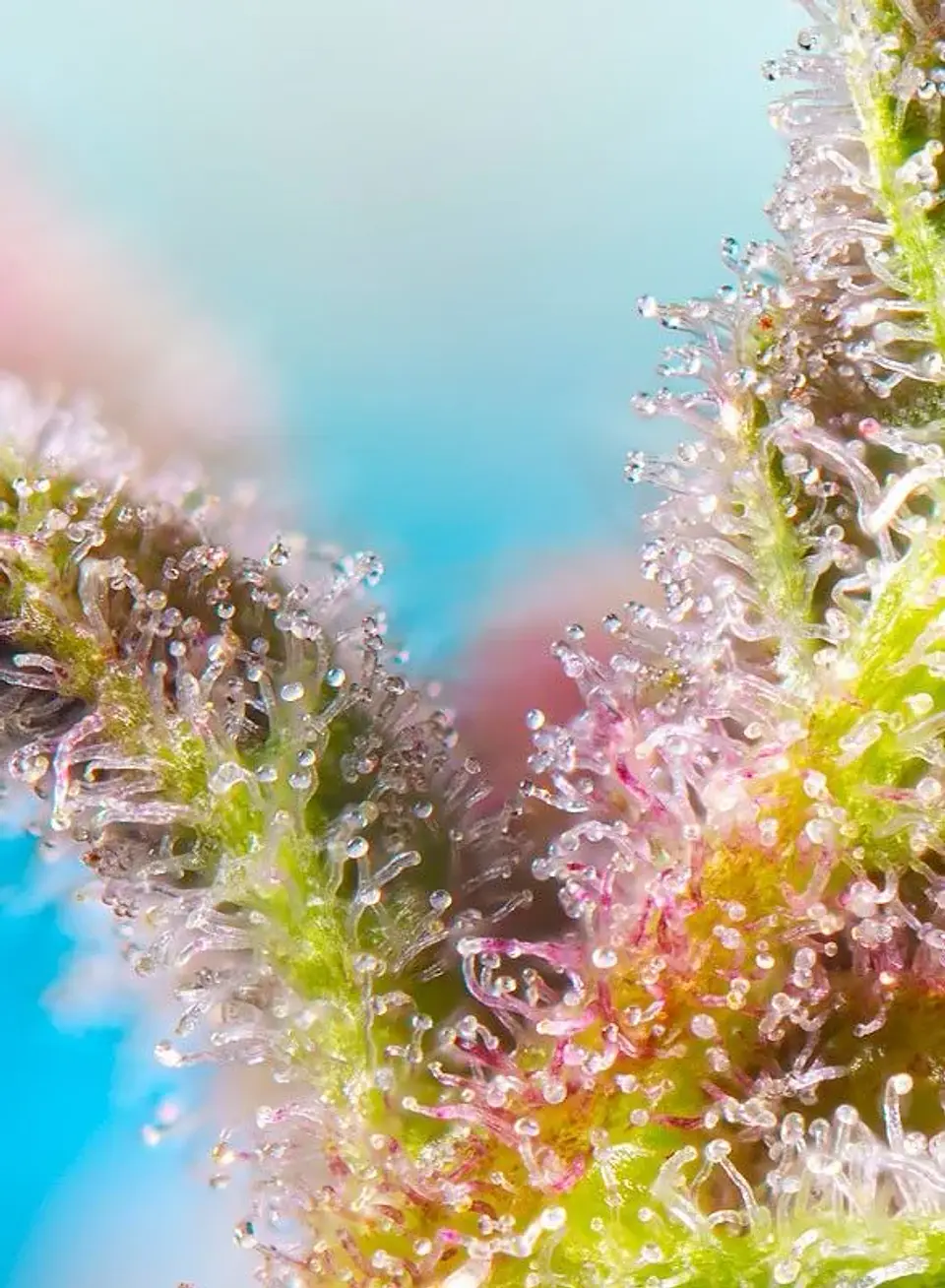 Purple Punch Og Xl Auto® -Sweet Seeds (X25/X5+2/X3+1) 7